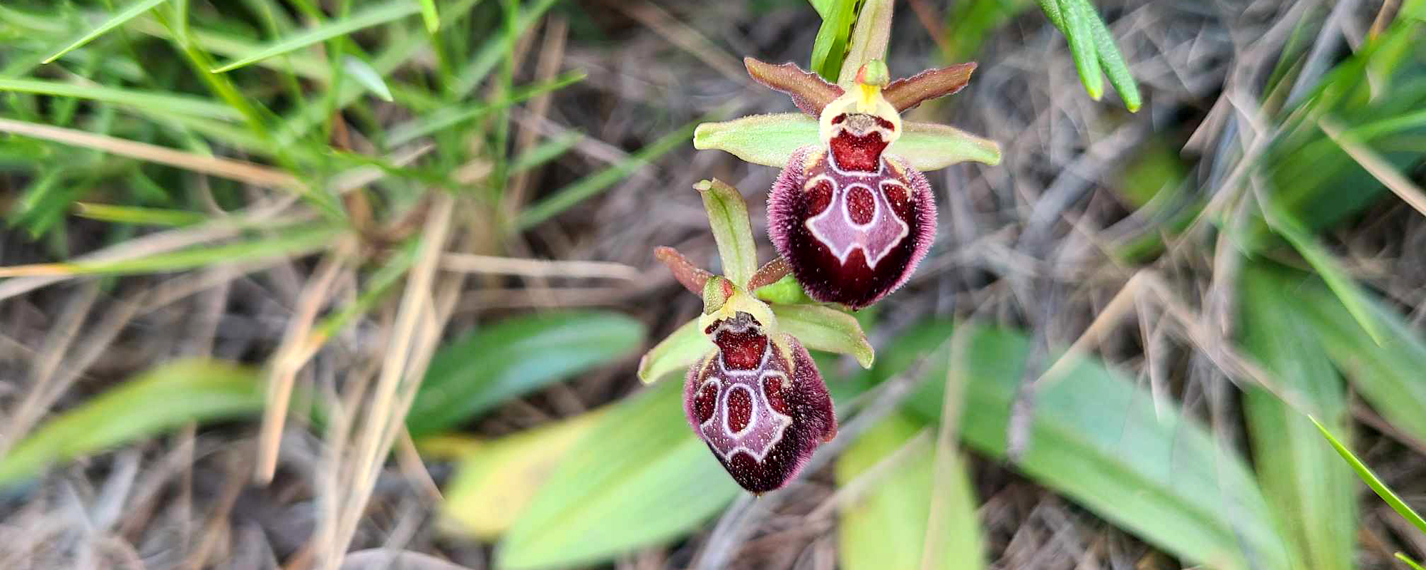 photo d'une Ophrys de Provence