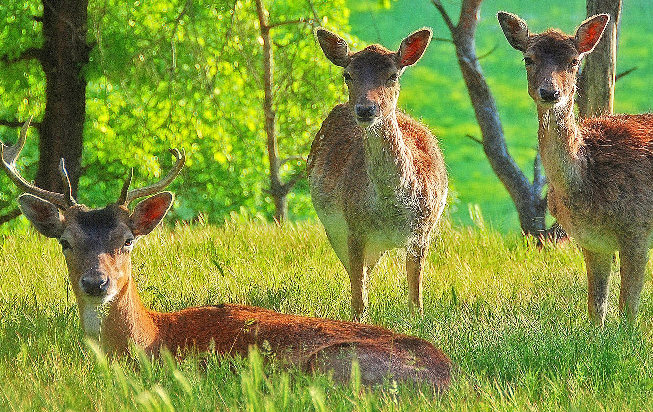 photo d'une famille de cerfs en pleine nature